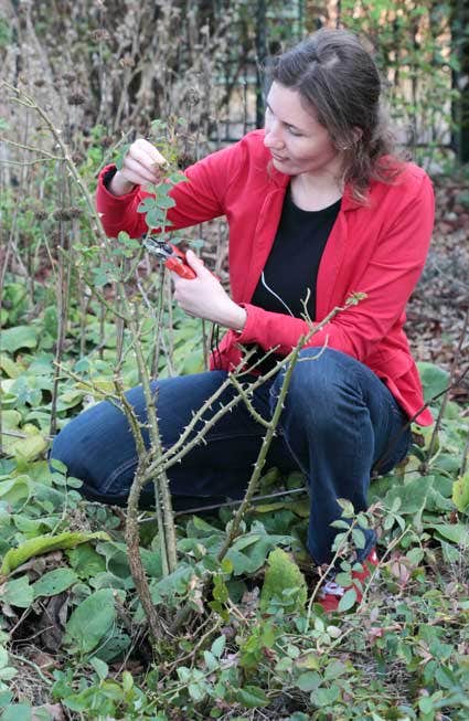 Engelse rozen snoeien Engelse rozen snoeien