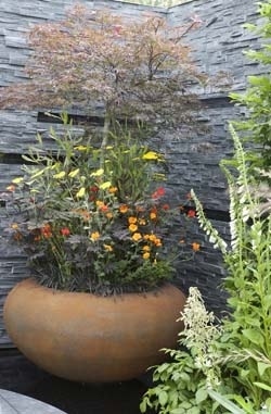 Tuin in pot - esdoorn