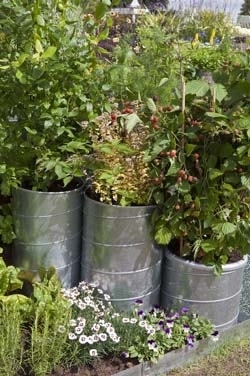 Fruit tuin in pot