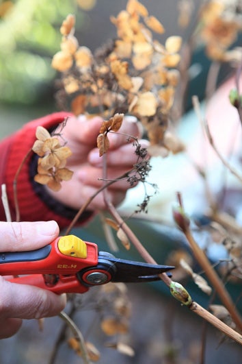 Boerenhortensia snoeien Boerenhortensia snoeien