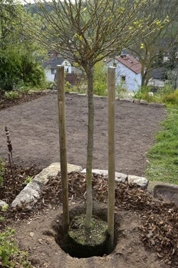 Bomen verplanten
