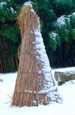 Pampasgras in de winter Pampasgras in de winter