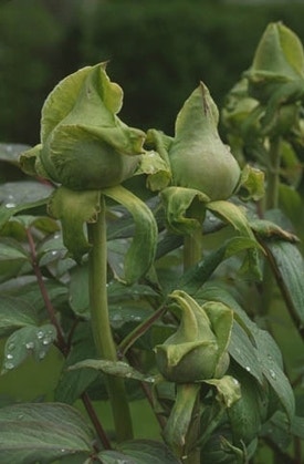 Pioenroos bloeit niet Pioenroos bloeit niet