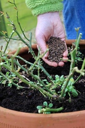 Potroos bemesten Potroos bemesten