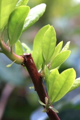 Snoeien boven een oog dat naar buiten wijst Snoeien boven een oog dat naar buiten wijst