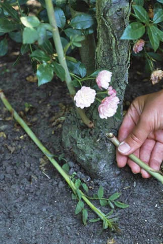 Mannelijkheid animatie Kinderen Wilde scheuten bij rozen | Directplant