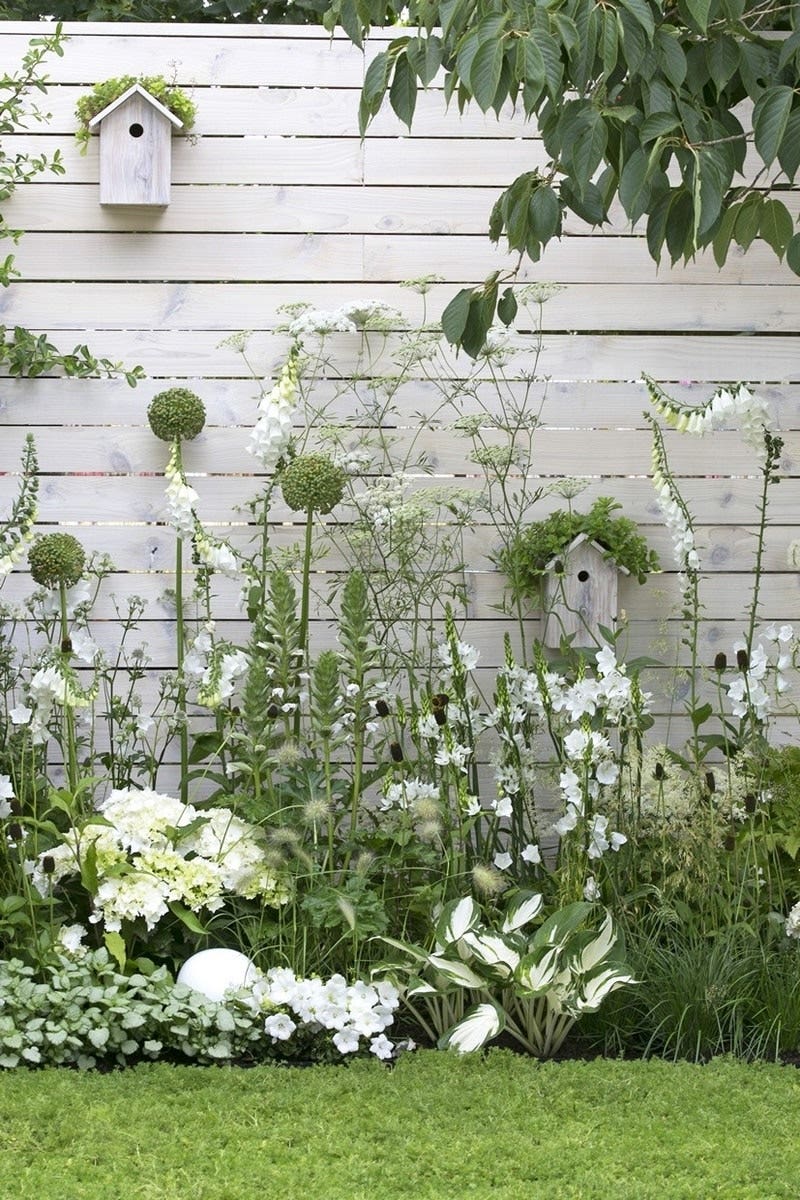Witte border