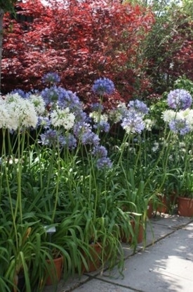 Agapanthus