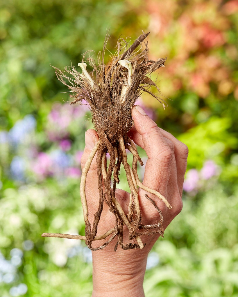 Afrikaanse lelie wortelgestel klein