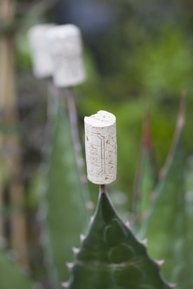 Agave bescherming Agave bescherming