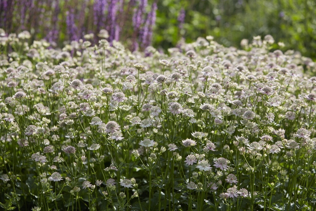 Bloeiende in juni: Astrantia