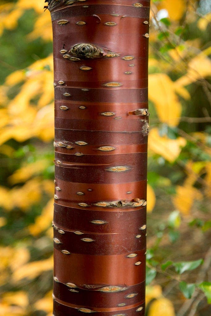 Prunus sierkers