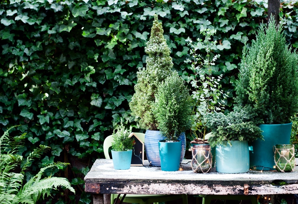 Sparren, coniferen in pot