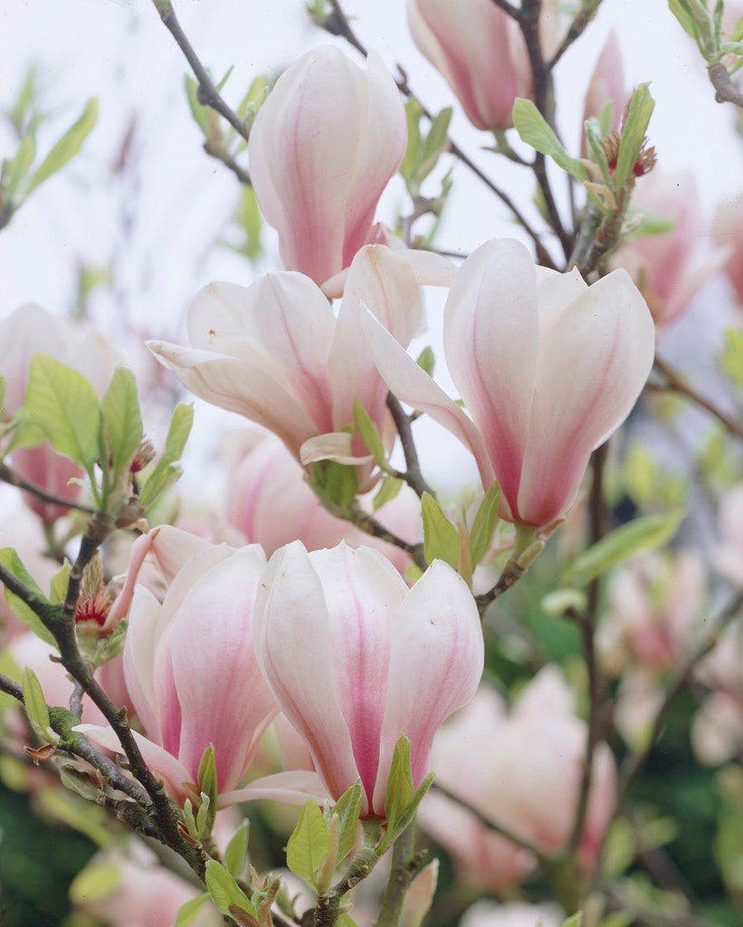 Bloesemboom Magnolia soulangea