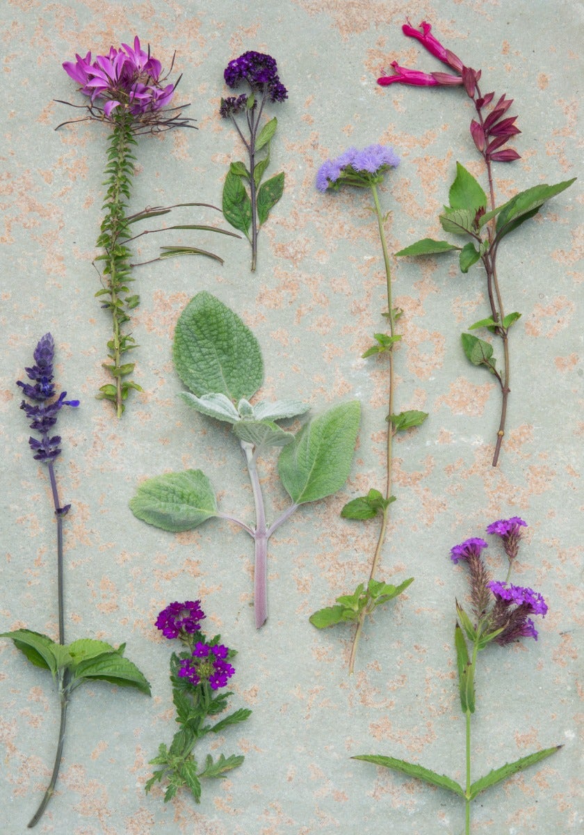 Tuinplanten tuintrend Cosmic Future - fotografie Maayke de Ridder