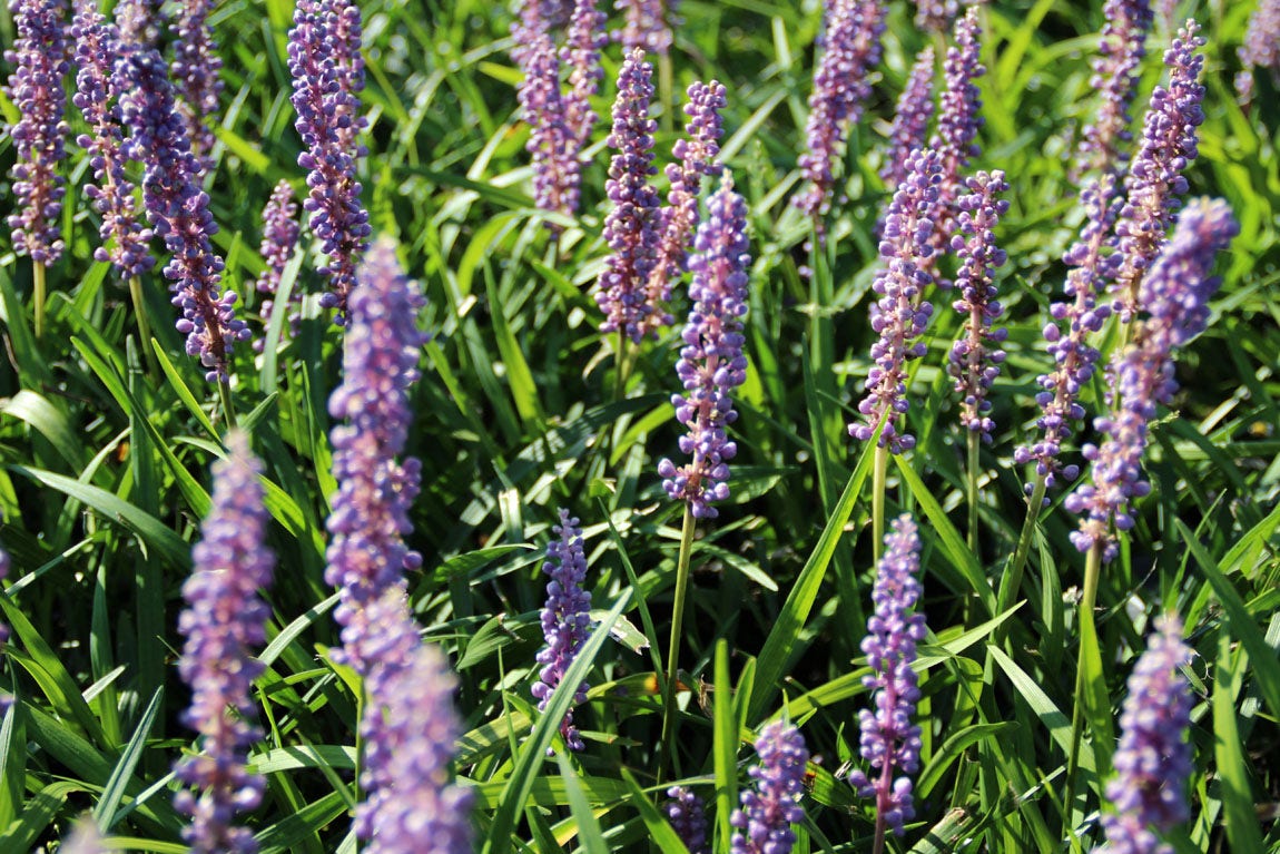 Groenblijvende plant - Liriope