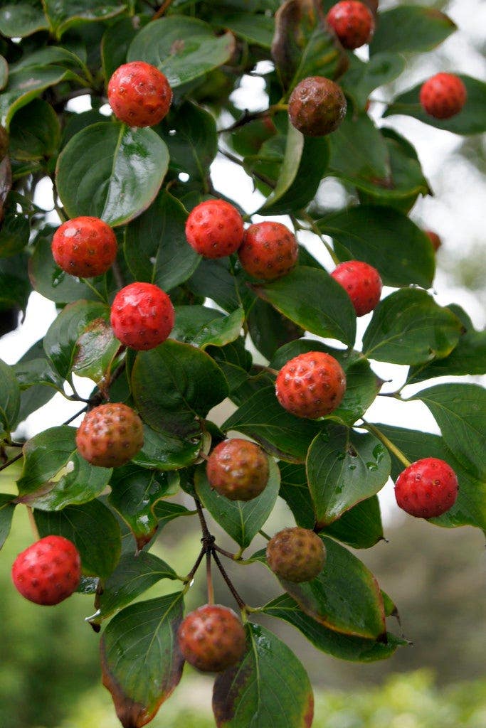 Herfstkleuren kornoelje