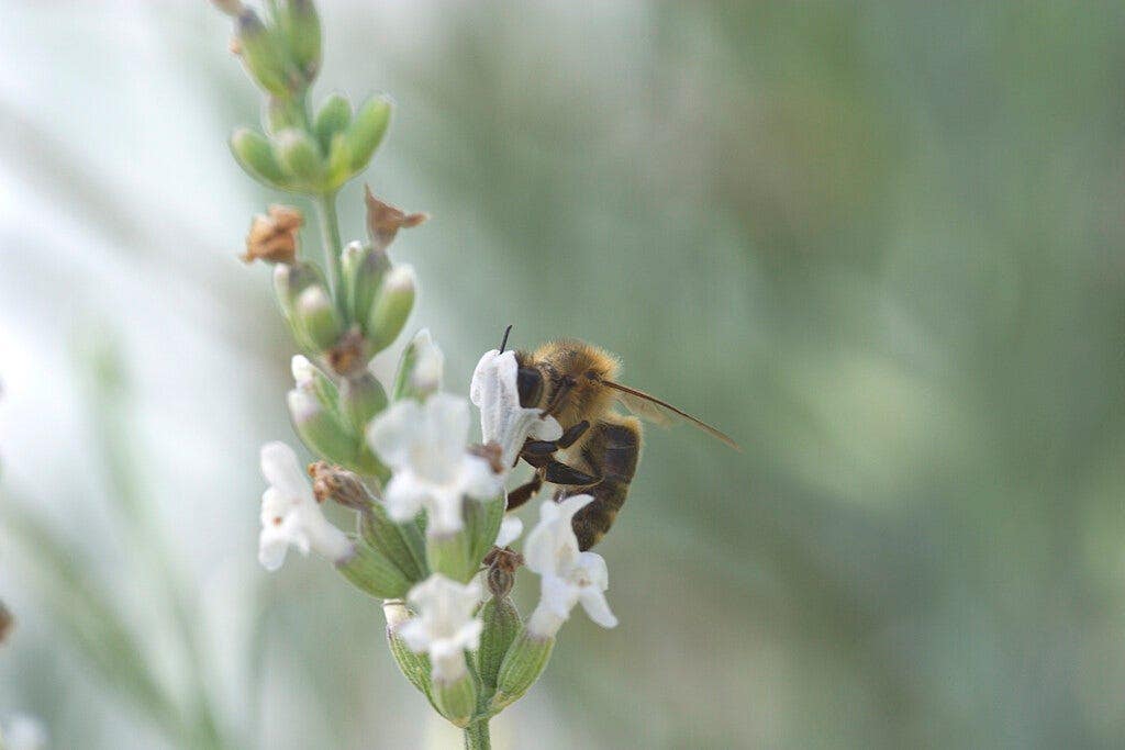 Witte lavendel