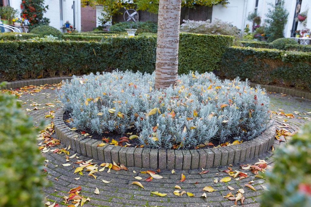 Lavendel na het snoeien