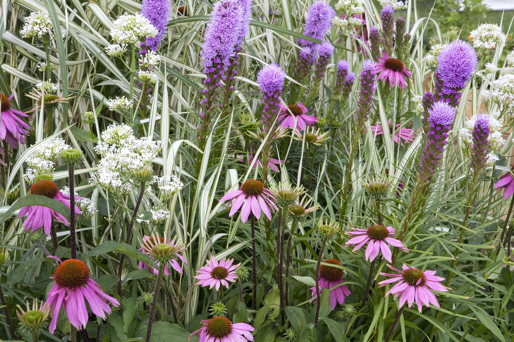 Border met prairieplanten