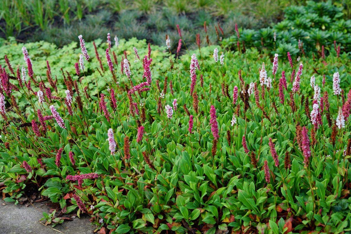 Duizendknoop Persicaria superba
