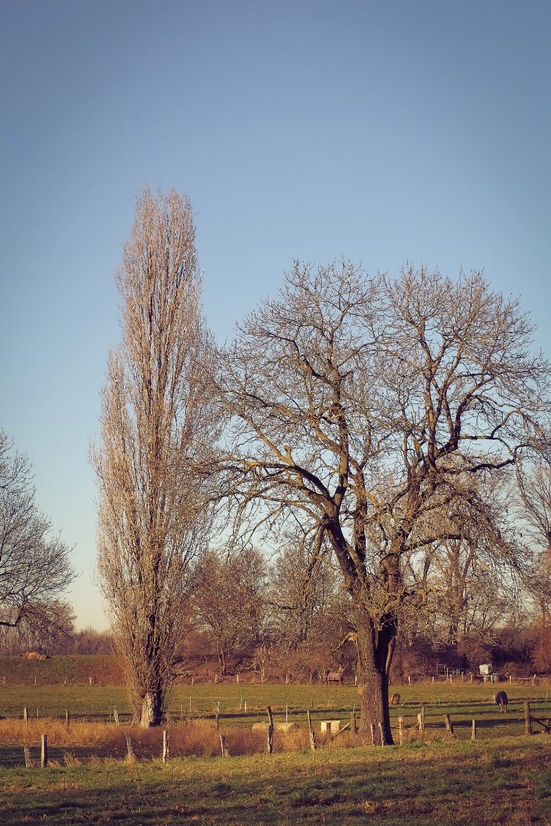 Populier winterbeeld