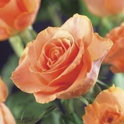 Rosa 'Orange Climber'