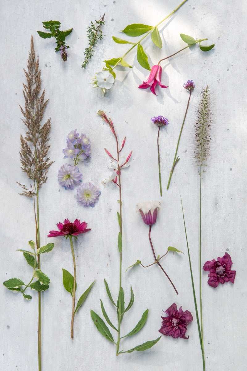 Planten tuintrend Slow Life - fotografie Maayke de Ridder