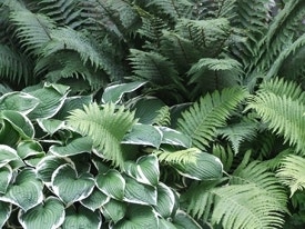 Schaduwtuin