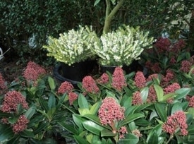 Skimmia en Erica