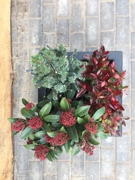 Skimmia pakket