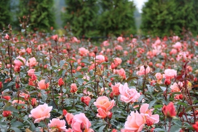 Tuinkalender juni - trosroos