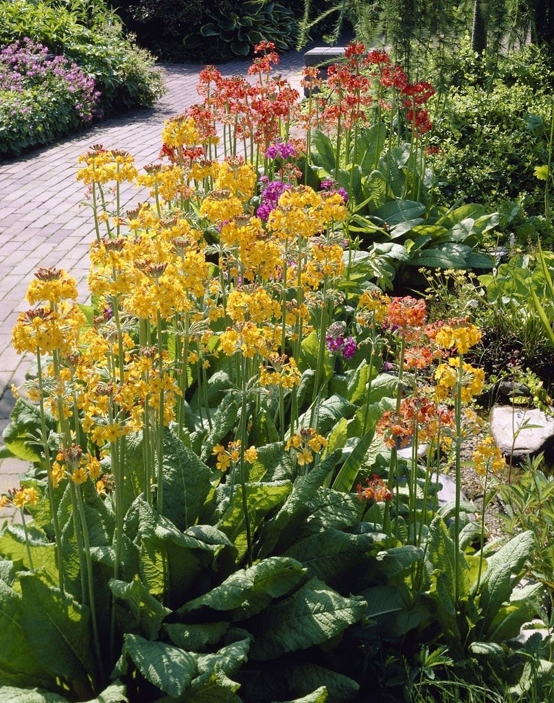 Vroege lentebloemen