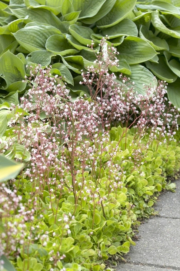 Tuinkalender mei - Saxifraga
