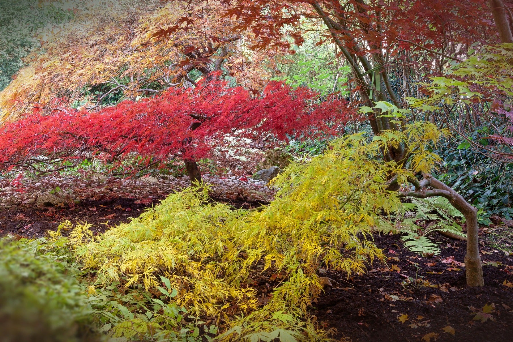 Japanse esdoorn in de herfst
