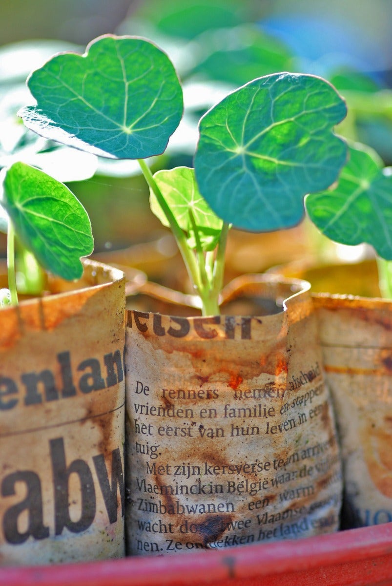 Vermeerderen door zaaien