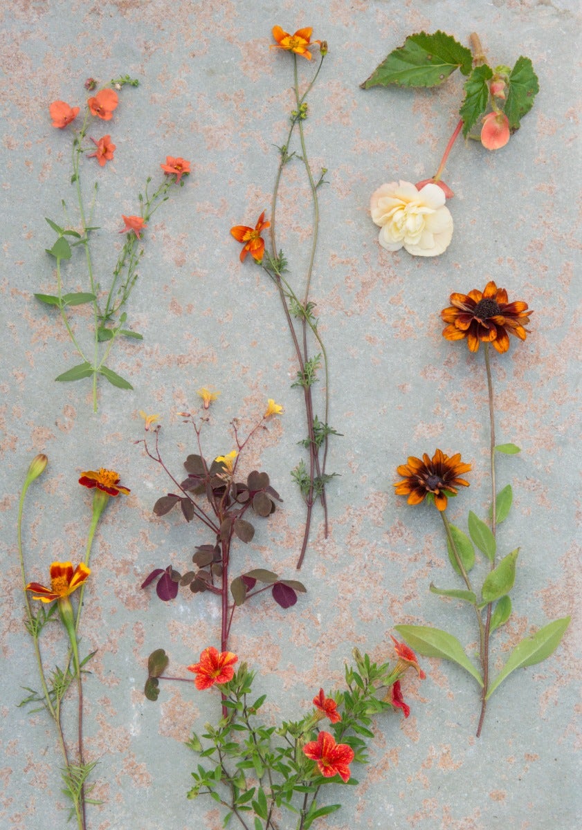 Tuinplanten trend Unique Utopia - fotografie Maayke de Ridder