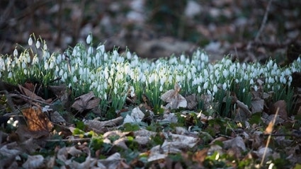Sneeuwklokjes