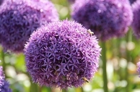 Voorjaarsbollen - Allium Bloembollen - voorjaarsbollen - Allium