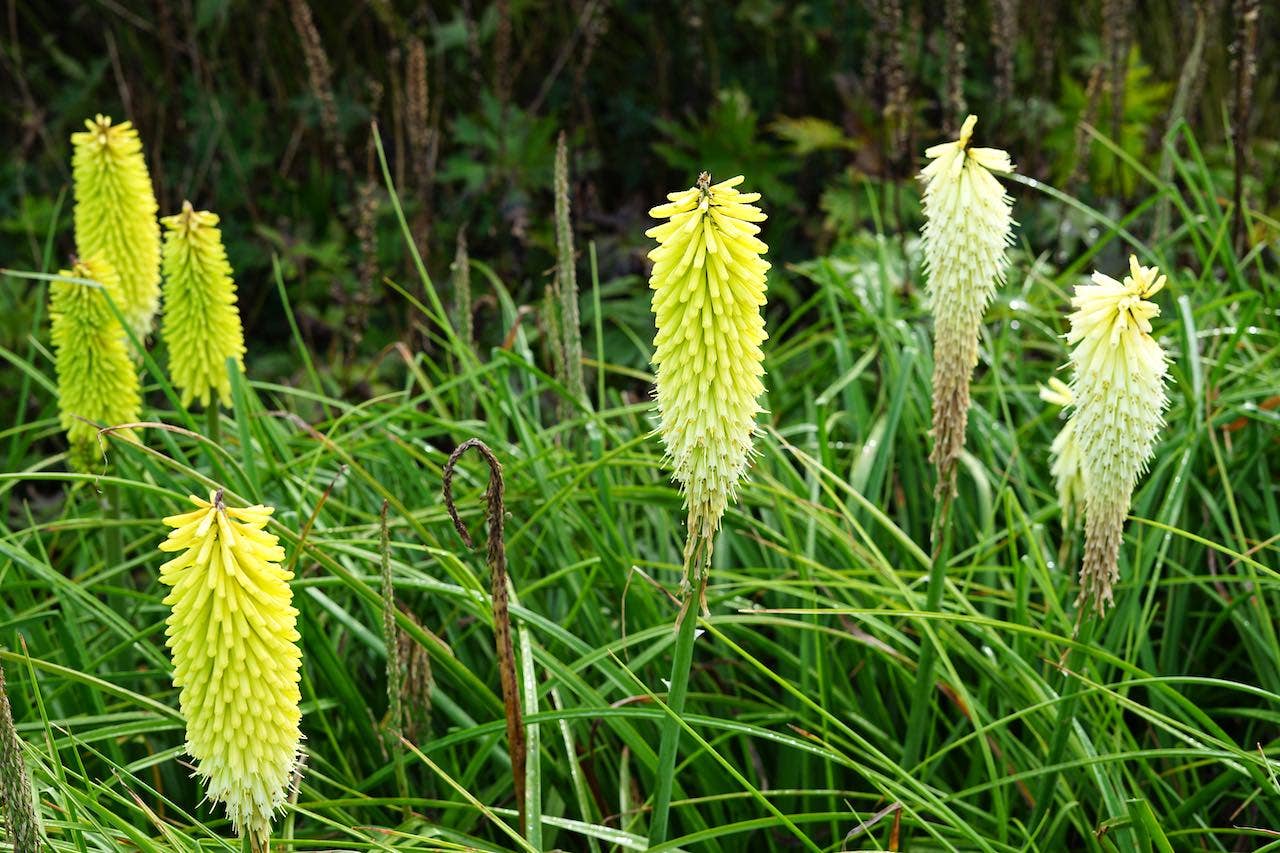 Bloeiers in augustus - Kniphofia
