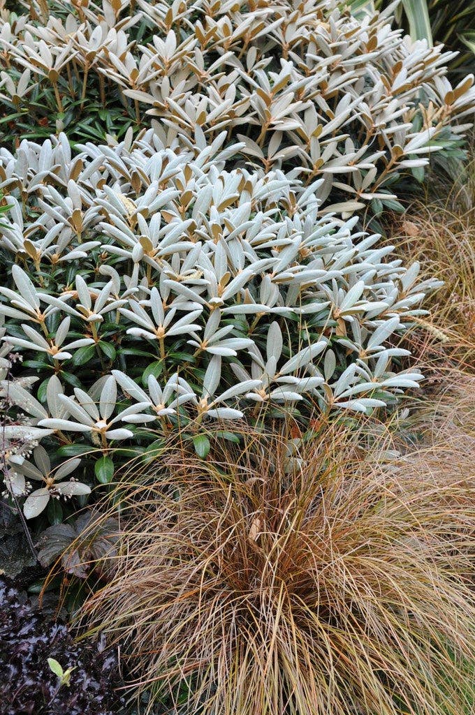 winterhard plant