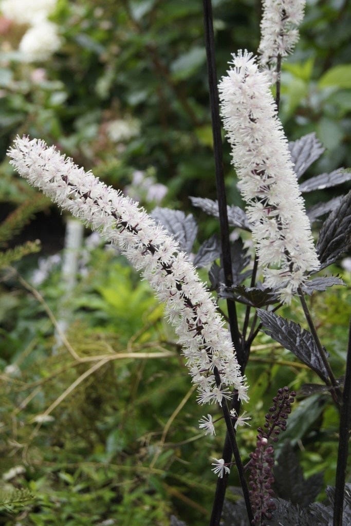 Actaea simplex 