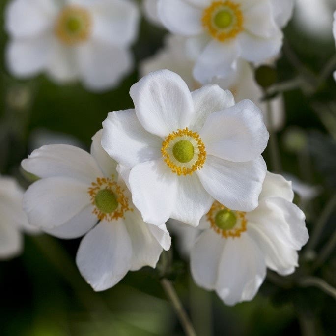Anemone