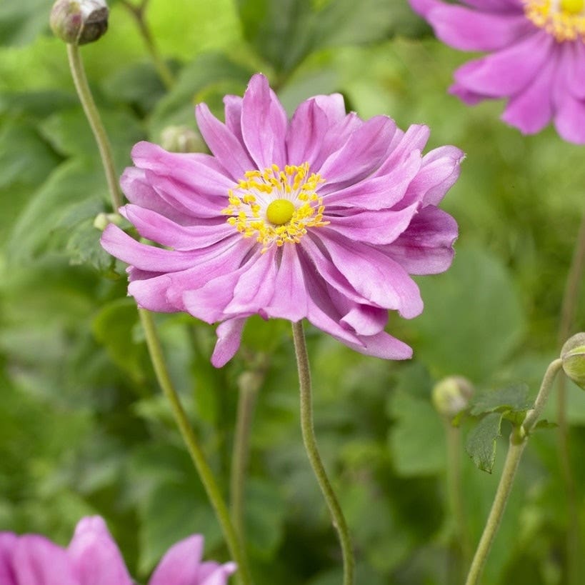 Anemone