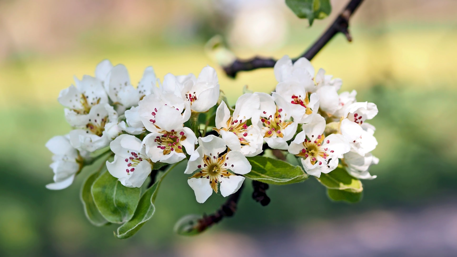 Appelboom kiezen - Appelbloesem