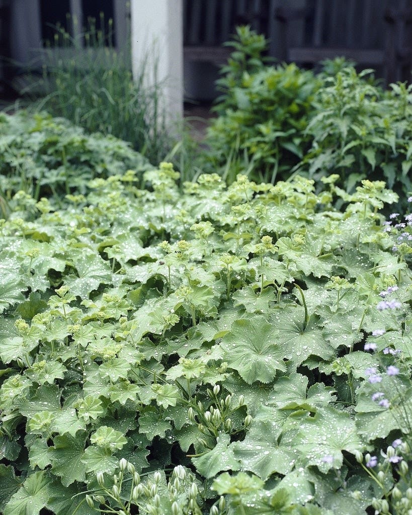 Bodembedekker vrouwenmantel