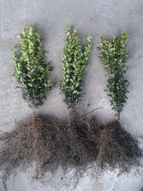 buxus planten