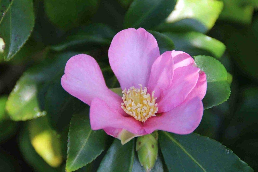 Camellia