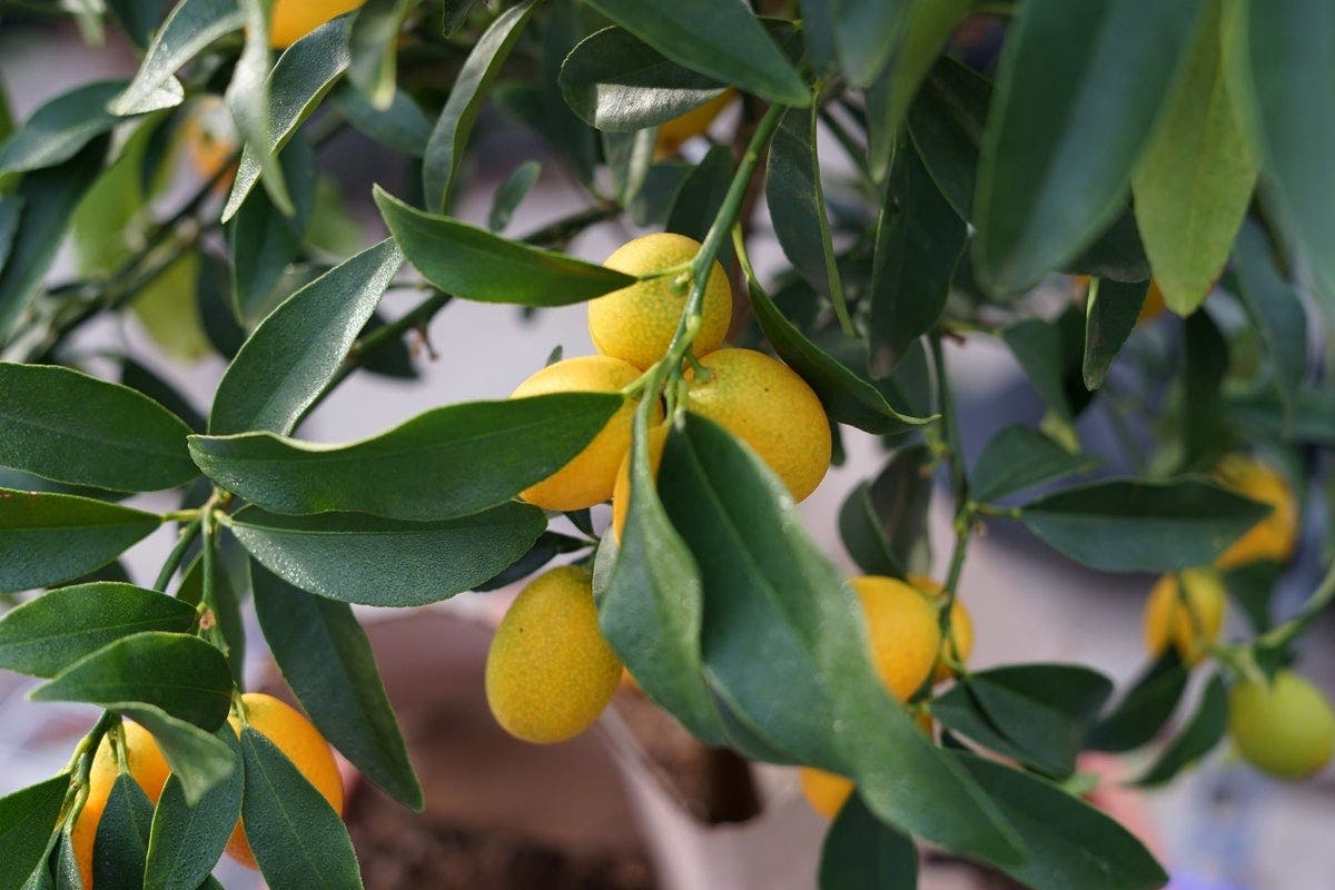 Kumquat citrus