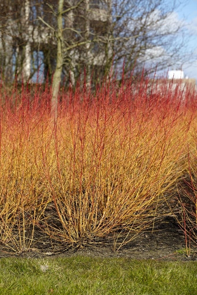 Cornus sanguinea 'Midwinter Fire'